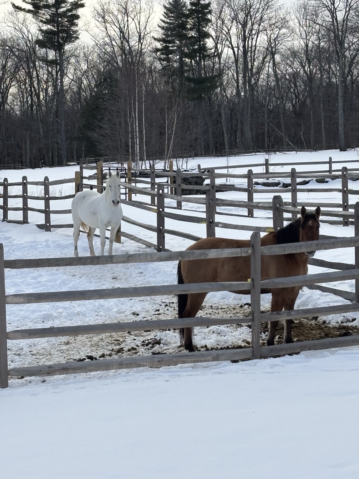 Winter Horses